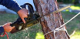 Best Tree Risk Assessment  in Hampstead, NC