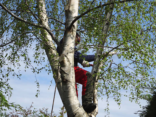 Best Tree Trimming and Pruning  in Hampstead, NC