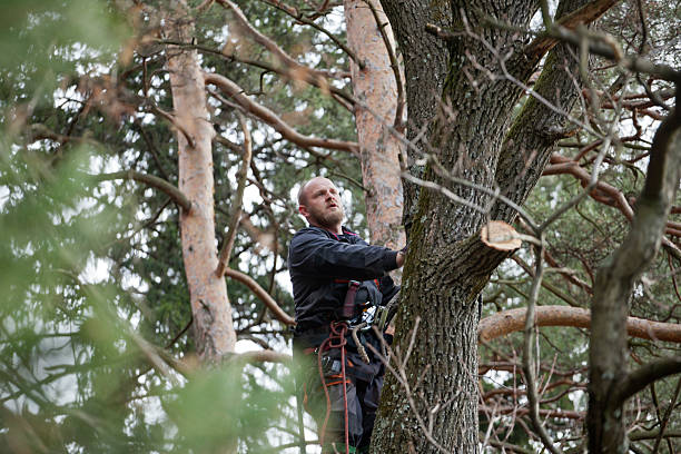 Best Tree and Shrub Care  in Hampstead, NC